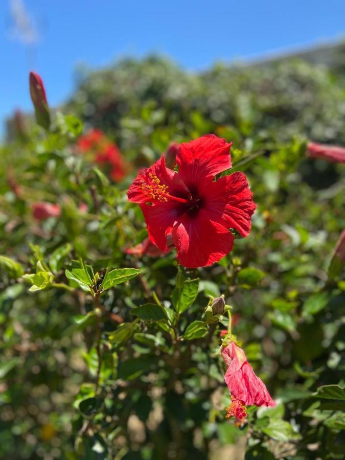 Banti Garden Ξενοδοχείο Ταρίφα Εξωτερικό φωτογραφία